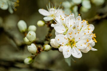 Blackthorn (species group)
Prunus spinosa agg. in spring, white flower, natural floral background - obrazy, fototapety, plakaty