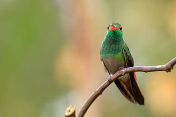 Rufous-tailed Hummingbird (Amazilia tzacalt) Ecuador