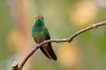 Rufous-tailed Hummingbird (Amazilia tzacalt) Ecuador