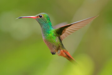 Rufous-tailed Hummingbird (Amazilia tzacalt) Ecuador