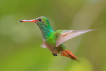 Rufous-tailed Hummingbird (Amazilia tzacalt) Ecuador