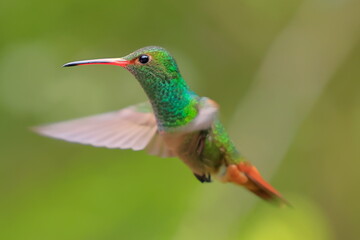 Rufous-tailed Hummingbird (Amazilia tzacalt) Ecuador