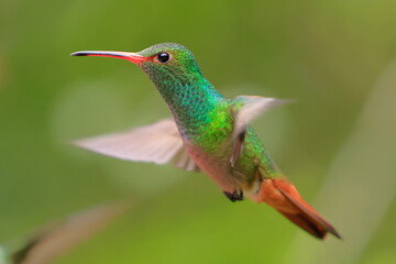 Obraz premium Rufous-tailed Hummingbird (Amazilia tzacalt) Ecuador