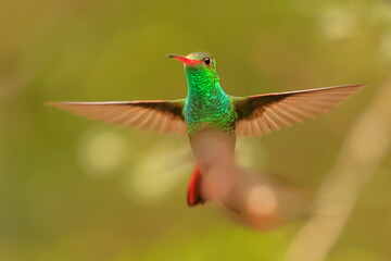 Fototapeta premium Rufous-tailed Hummingbird (Amazilia tzacalt) Ecuador