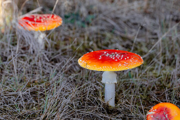 Fly Agaric or Amanita Muscaria Mushroom. Amanita mushrooms with white dots close-up in the forest.