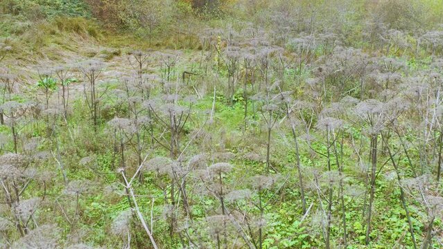 Sosnovsky's hogweed is a dangerous plant of the collective farm period, "Stalin's revenge" - he came up with its mass distribution. Its juice is photoactive and causes terrible burns