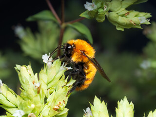 Bombus muscorum © Fede