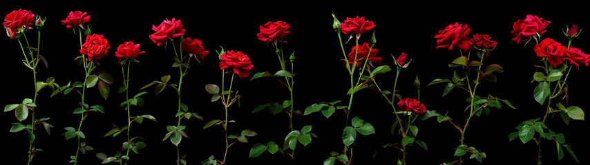 Dark Elegance: Red Roses on Black Canvas