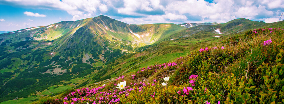 blooming pink rhododendron flowers, amazing panoramic nature scenery, Europe	