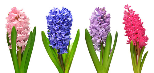 Collection hyacinth flower head isolated on a white background. Spring time. Easter holidays. Garden decoration, landscaping. Floral floristic arrangement. Flat lay, top view - obrazy, fototapety, plakaty