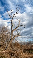 Old dead tree against the blue sky. Vertical view