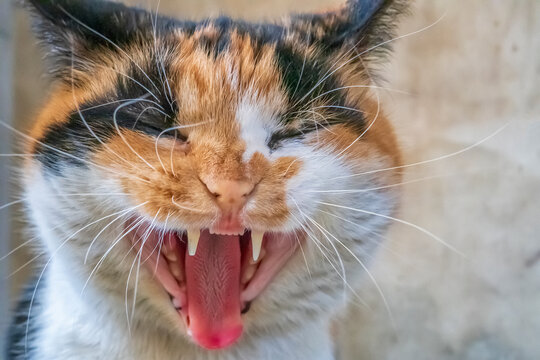 Cute colorful cat with opening mouth yawning. Close up