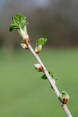 Close up of buds emerging on a European gooseberry (ribes uva-crispa) bush