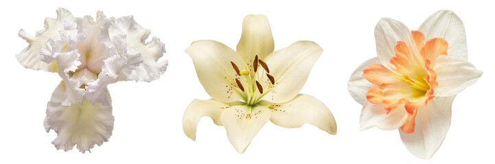Collection white head flower iris, daffodil, lily isolated on white background. Beautiful composition for advertising and packaging design in the business. Flat lay, top view