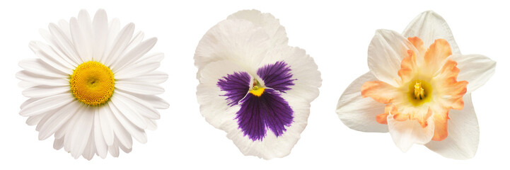 Collection white head flower daffodil, pansy, daisy isolated on white background. Beautiful composition for advertising and packaging design in the business. Flat lay, top view
