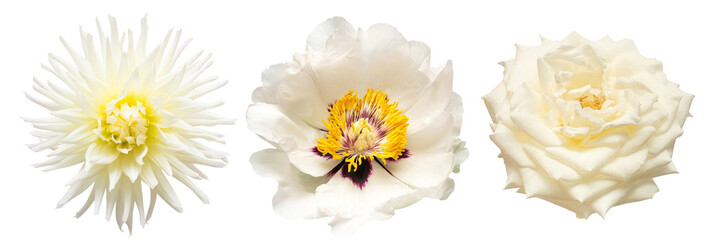 Collection white head flower dahlia, peony, rose isolated on white background. Beautiful composition for advertising and packaging design in the business. Flat lay, top view