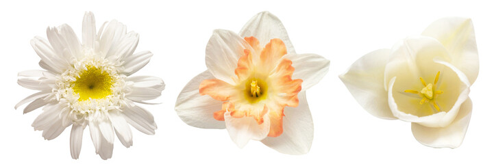 Collection white head flower daffodil, tulip, daisy isolated on white background. Beautiful composition for advertising and packaging design in the business. Flat lay, top view