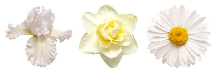 Collection white head flower iris, daffodil, daisy isolated on white background. Beautiful composition for advertising and packaging design in the business. Flat lay, top view