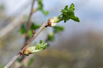 Close up of buds emerging on a European gooseberry (ribes uva-crispa) bush