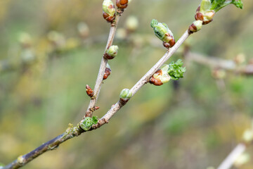 Close up of buds emerging on a European gooseberry (ribes uva-crispa) bush