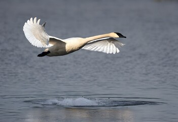 Fototapeta na wymiar A view of a Trumpeter Swan in flight