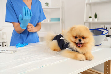 Pomeranian dog wearing recovery suit after sterilization on table in vet clinic, closeup