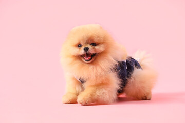 Fototapeta na wymiar Cute Pomeranian dog in recovery suit after sterilization on pink background