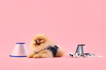 Cute Pomeranian dog in recovery suit after sterilization with cones on pink background