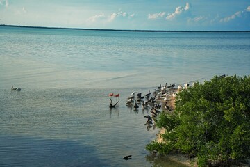 Flamingos and other sea birds on the coastline
