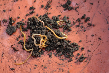 soil creeps, haplophilus subterraneus move on