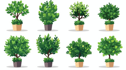 Boxwood topiary garden plants. Decorative trees 