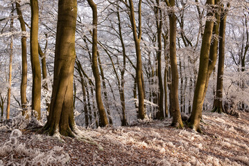 Beautiful winter forest scenery with picturesque frozen trees in beautiful light, near Golmbach,...
