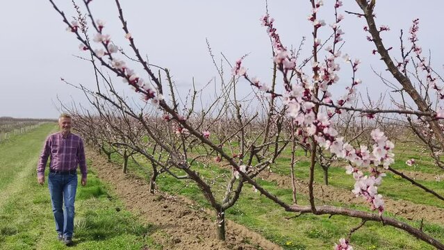 Farmer inspecting flowers and buds on blooming fruit trees plantation in springtime