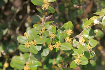 Flowers and leaves of Buxus sempervirens in the park in spring