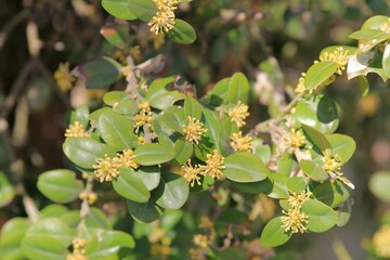 Fototapeta premium Flowers and leaves of Buxus sempervirens in the park in spring