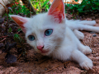 Peque&ntilde;o gatito blanco, echado en el suelo del jard&iacute;n.