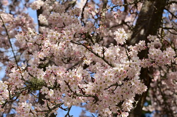 Cherry and plum blossoms in spring. Victoria, BC, Canada