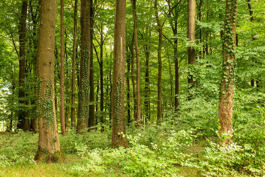 Lush green deciduous forest with loads of common ivy (Hedera helix) climbing up the trunks of huge old beech trees, Beckerberg, Barntrup, Teutoburg Forest, Germany
