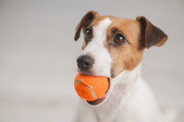 Close-up portrait of a Jack Russell Terrier dog holding a small orange ball. 