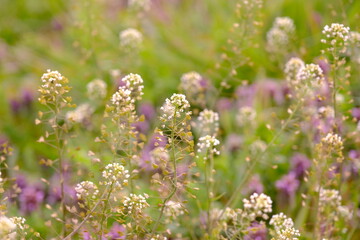 ナズナ　春のイメージ