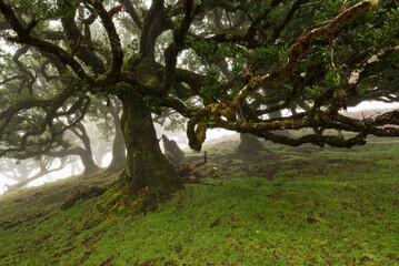 Impressive old stinkwood laurel tree (Ocotea foetens), with twisted branches covered with moss and...