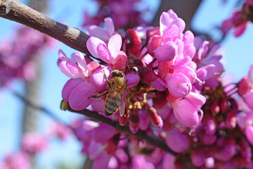 Une abeille butine les fleurs d'un arbre de Judée.