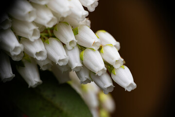 Lily of the valley. Pieris Forest Flame flowers. evergreen shrub with bright red leaves. Hanging white flower buds. Early bloomers