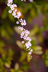 ユキヤナギ　春の花