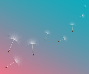 Vector illustration dandelion time. Dandelion seeds blowing in the wind. White Beautiful realistic Dandelion seeds blowing in the wind. The wind inflates a dandelion isolated in editable background.