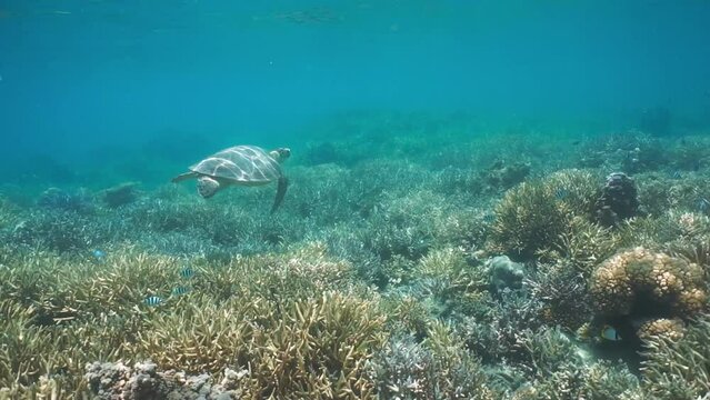 Underwater following a green sea turtle swimming on a coral reef, natural scene, south Pacific ocean, New Caledonia, 59.94fps
