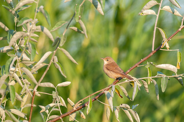 Small songbird perched on a tree branch in the morning sun. Marsh Warbler, Acrocephalus palustris.