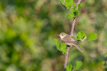 Small songbird perched on a blackberry branch. Eastern Olivaceous Warbler, Iduna pallida.