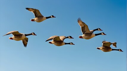A flock of migrating geese flying in a perfect V formation against a clear blue sky. - obrazy, fototapety, plakaty