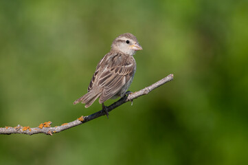 Young sparrow on dry and lichenous branch. Rock Sparrow, Petronia petronia.